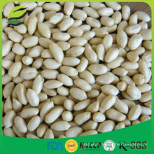 China origin long type blanched peanut kernel